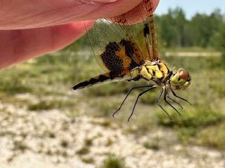 Photo of Calico Pennant
