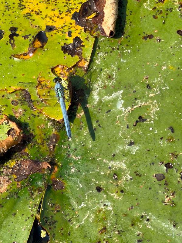 Photo of Eastern Pondhawk