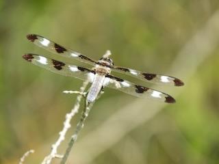 Photo of Twelve-spotted Skimmer