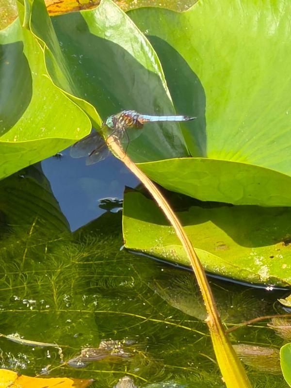 Photo of Blue Dasher
