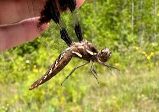 Photo of Common Whitetail