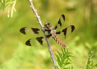 Photo of Common Whitetail