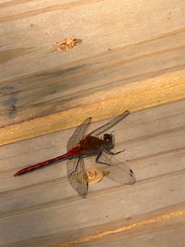 Photo of White-faced Meadowhawk