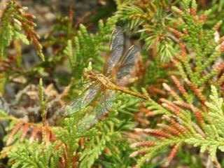 Photo of Saffron-winged Meadowhawk