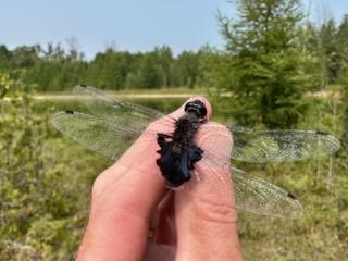 Photo of Black Saddlebags