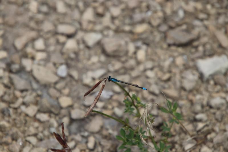 Photo of Skimming Bluet