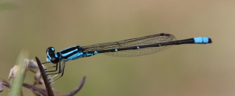 Photo of Skimming Bluet
