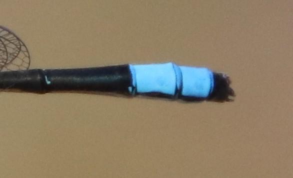 Photo of Skimming Bluet