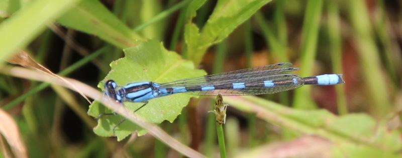 Photo of Tule Bluet