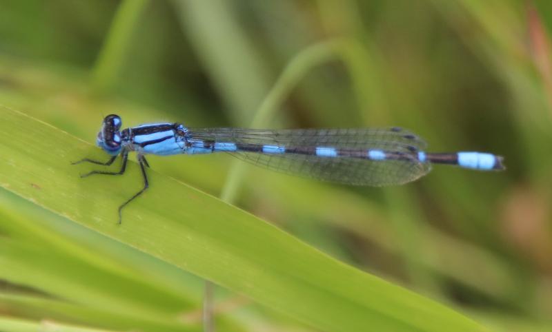 Photo of Tule Bluet
