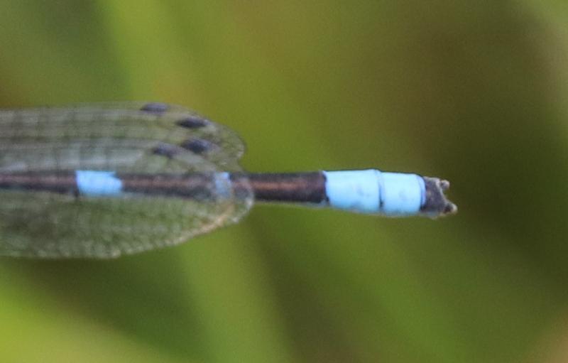 Photo of Tule Bluet