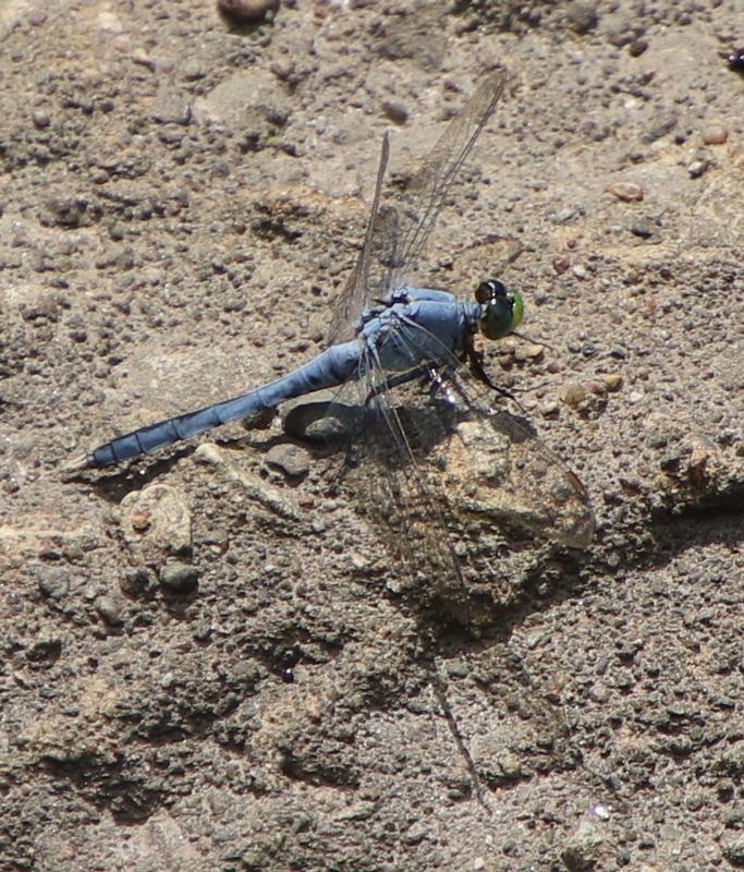 Photo of Eastern Pondhawk