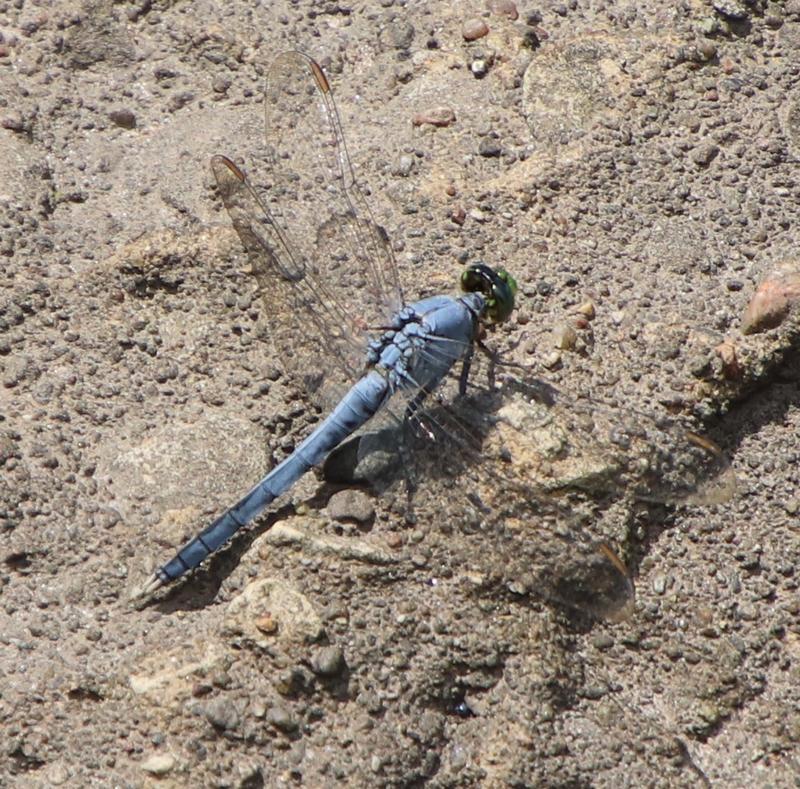Photo of Eastern Pondhawk