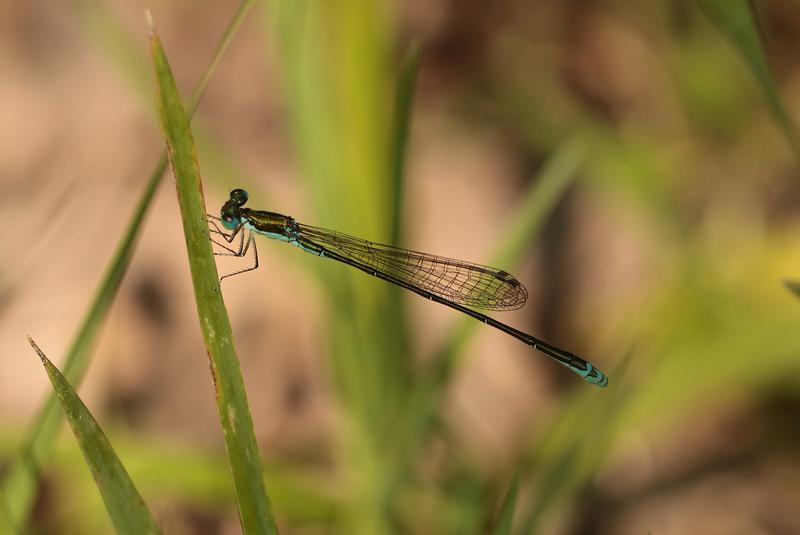 Photo of Sedge Sprite