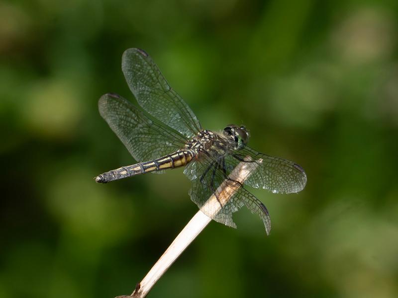Photo of Blue Dasher