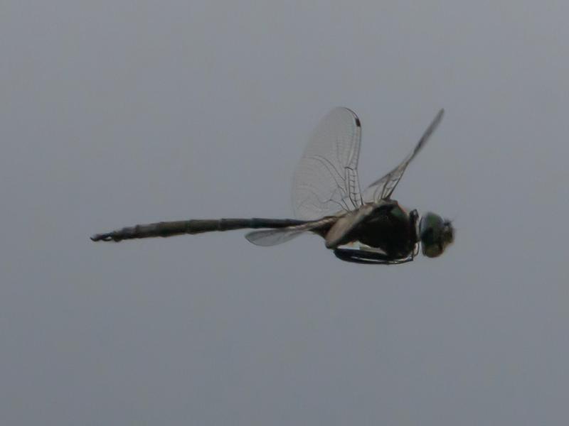 Photo of Williamson's Emerald