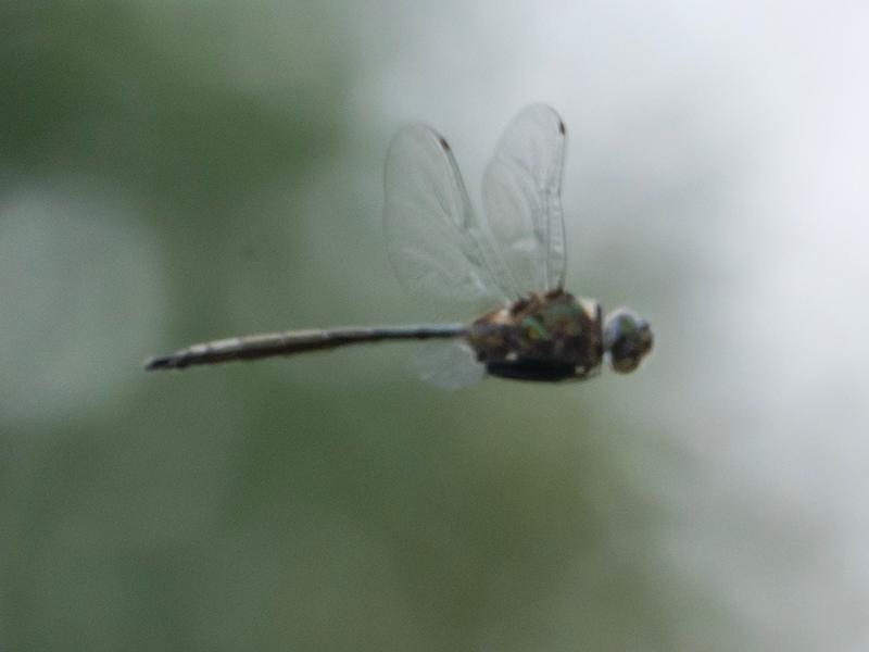 Photo of Williamson's Emerald