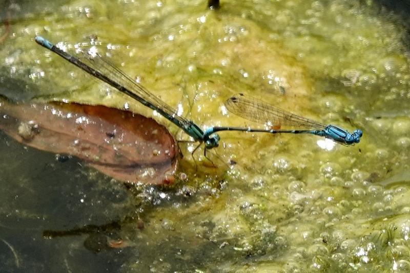 Photo of Slender Bluet