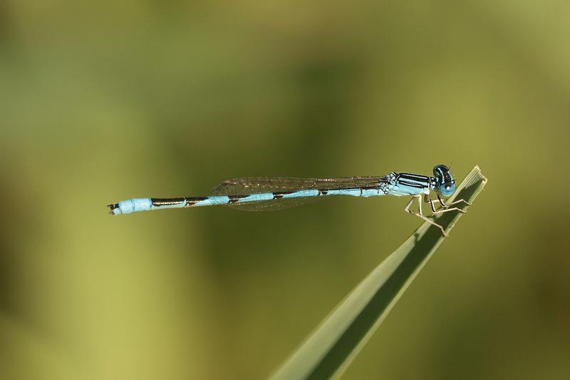 Photo of Double-striped Bluet