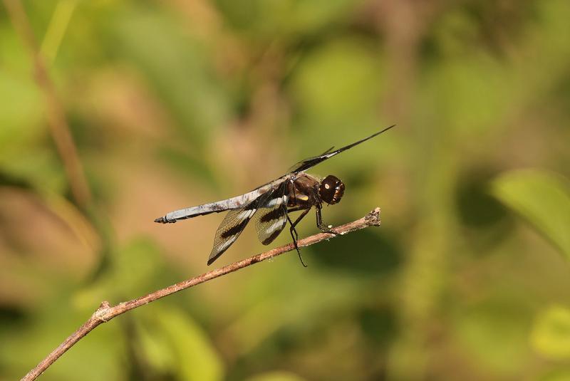 Photo of Twelve-spotted Skimmer
