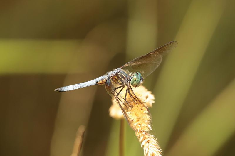 Photo of Blue Dasher