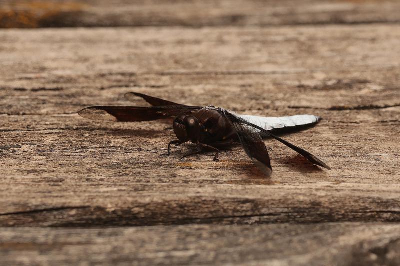Photo of Common Whitetail