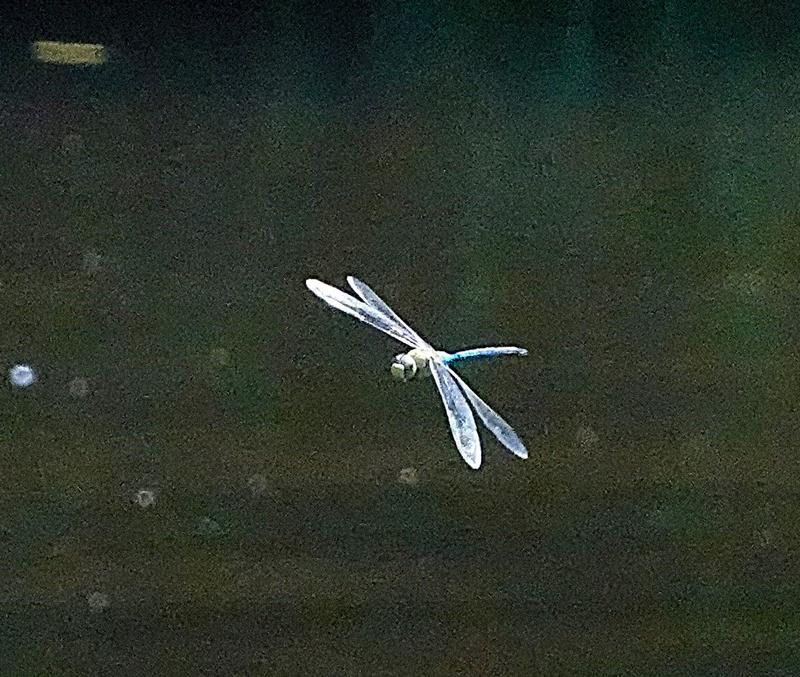 Photo of Common Green Darner