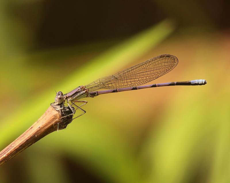 Photo of Variable Dancer (Violet Dancer ssp.)