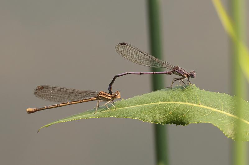 Photo of Variable Dancer (Violet Dancer ssp.)