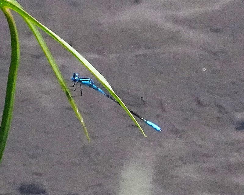 Photo of Azure Bluet