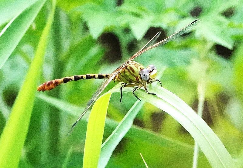 Photo of Eastern Ringtail