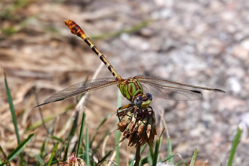 Photo of Eastern Ringtail