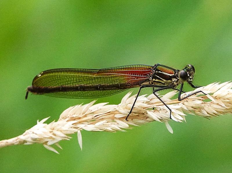 Photo of American Rubyspot