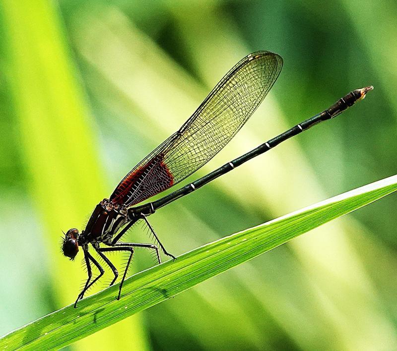 Photo of American Rubyspot