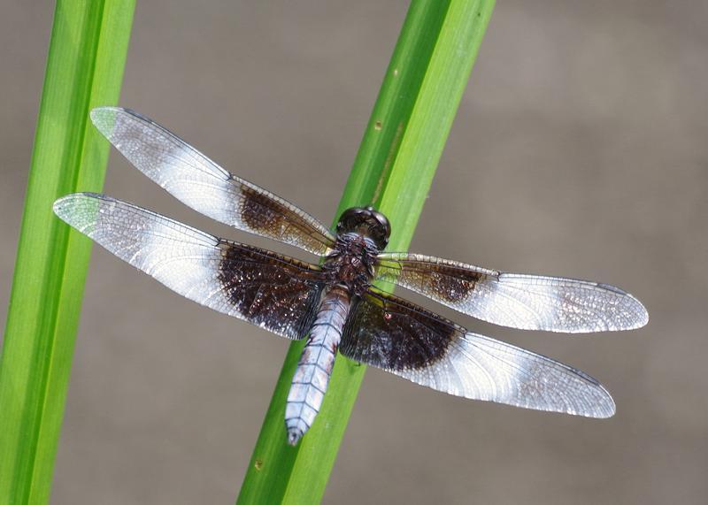 Photo of Widow Skimmer