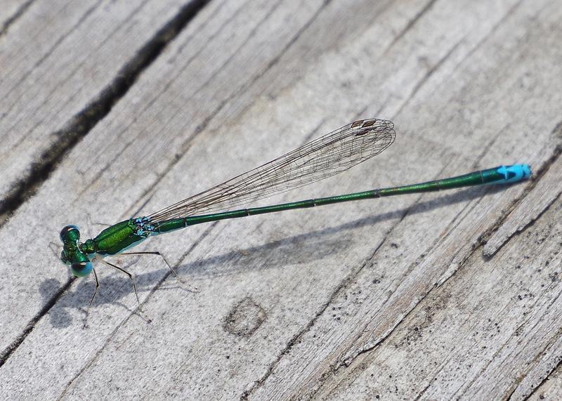 Photo of Sedge Sprite