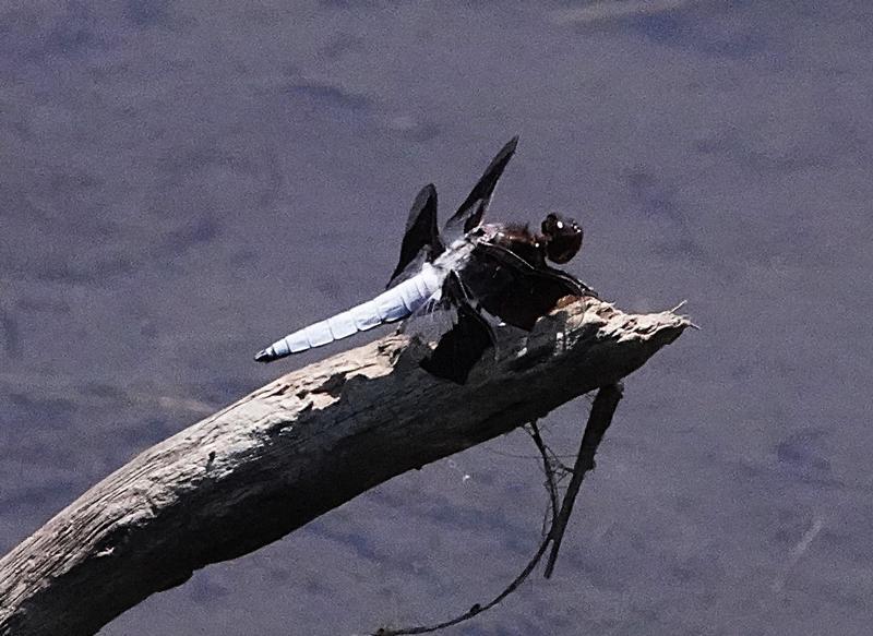 Photo of Common Whitetail