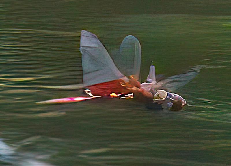 Photo of Red Saddlebags