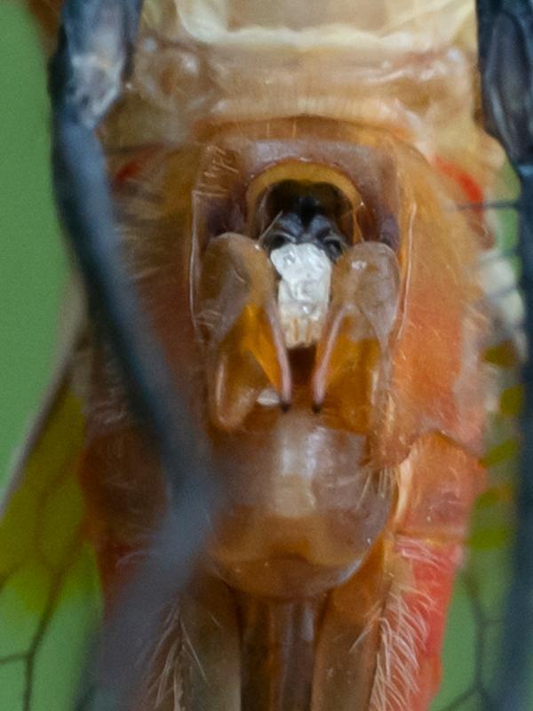 Photo of Ruby Meadowhawk