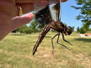 Photo of Widow Skimmer