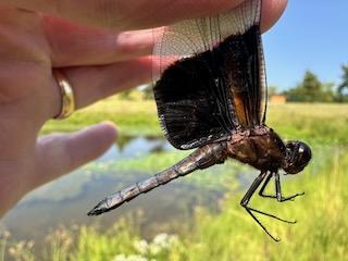 Photo of Widow Skimmer