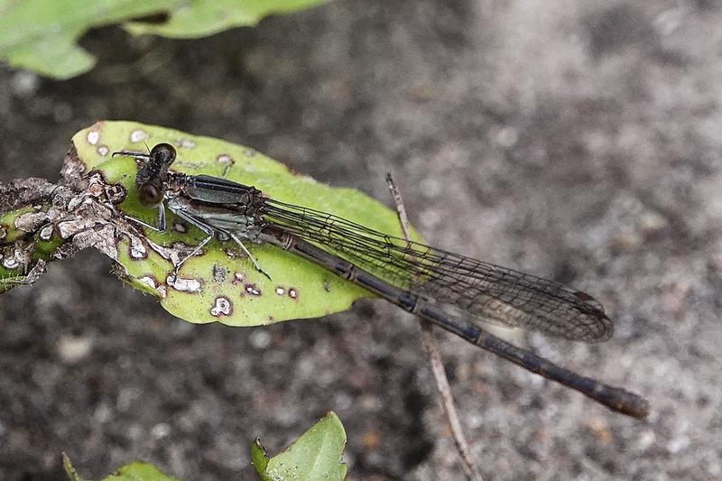 Photo of Variable Dancer (Violet Dancer ssp.)
