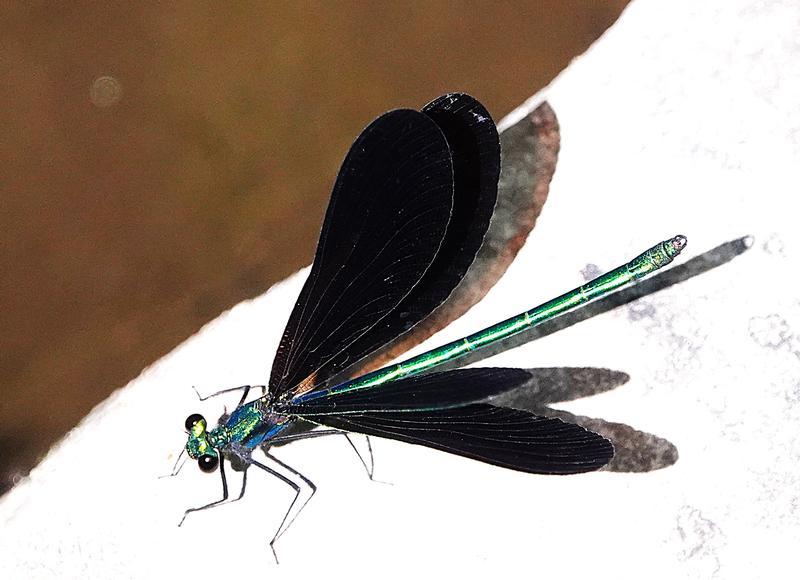 Photo of Ebony Jewelwing
