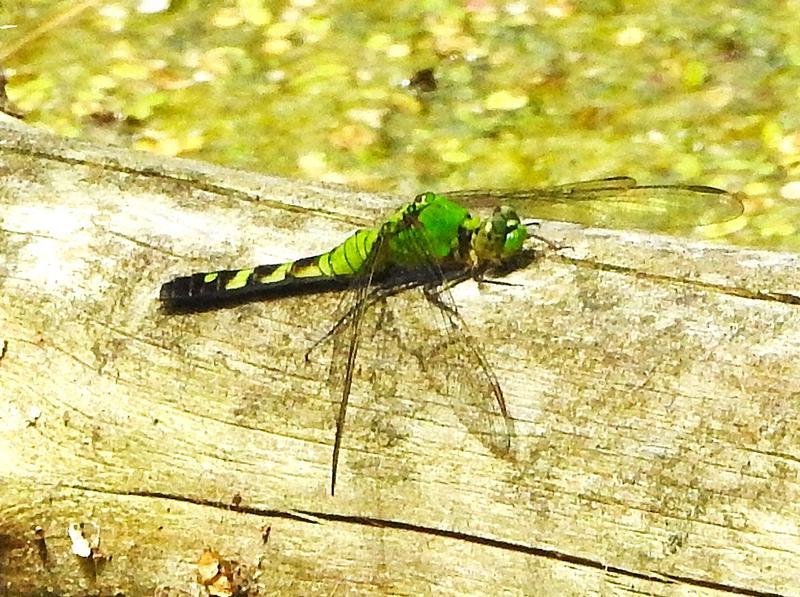 Photo of Eastern Pondhawk