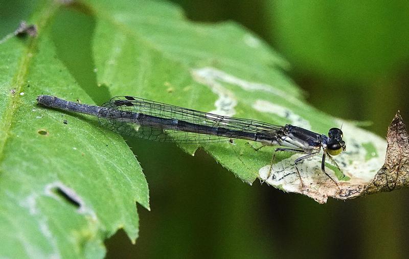 Photo of Eastern Forktail