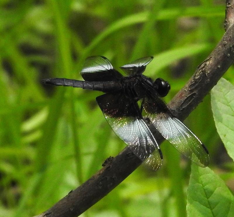 Photo of Widow Skimmer