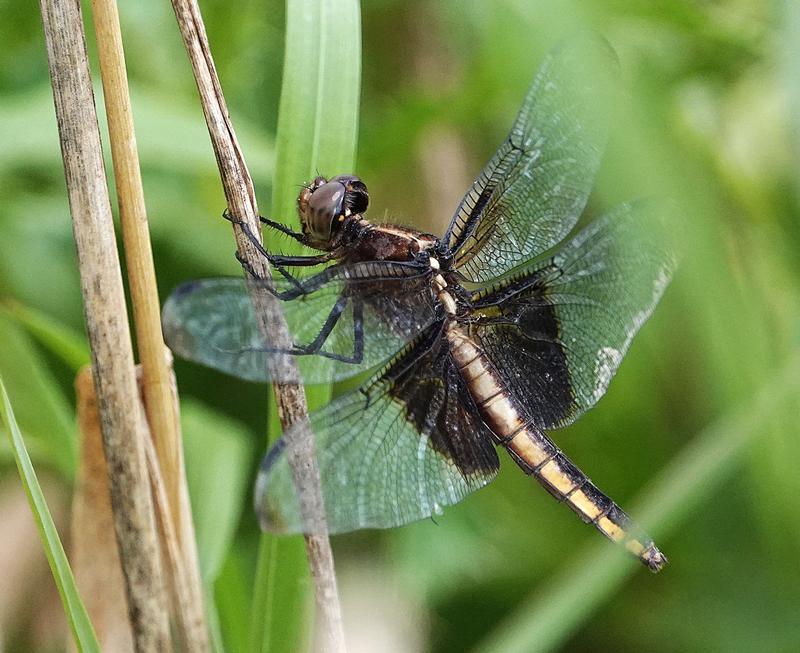 Photo of Widow Skimmer