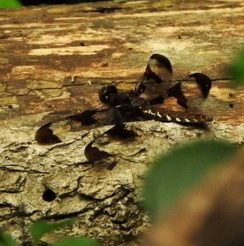 Photo of Common Whitetail