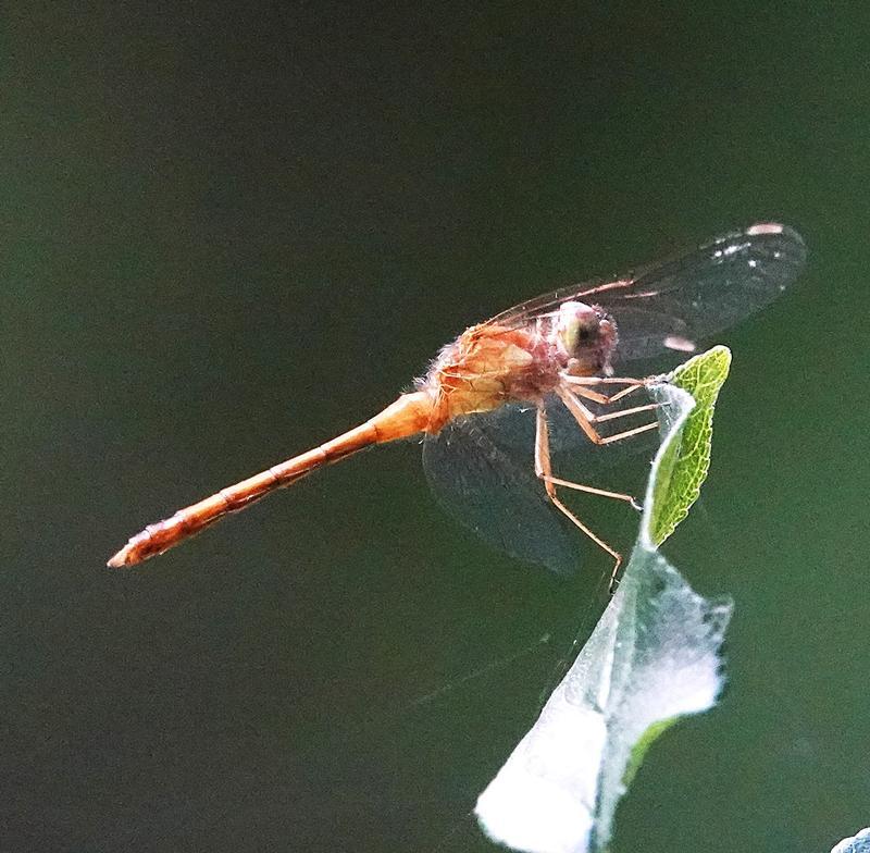Photo of Autumn Meadowhawk