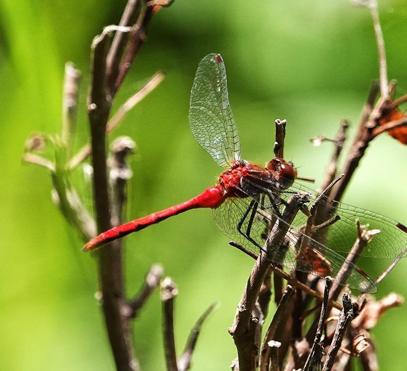 Photo of Ruby Meadowhawk